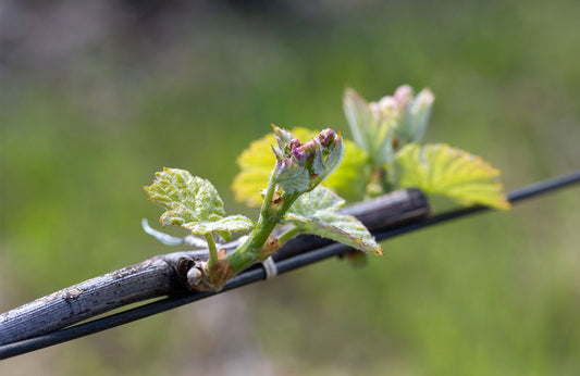 Awaiting Bud Break