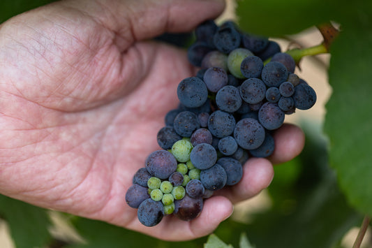 Sustainability in the Vineyard